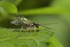 244446 – Photo : Marc Solari – France (68)